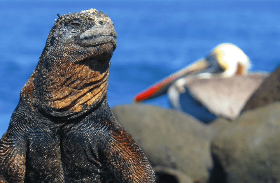 Descubriendo las Galápagos: Exploración de Nuevas Tierras
